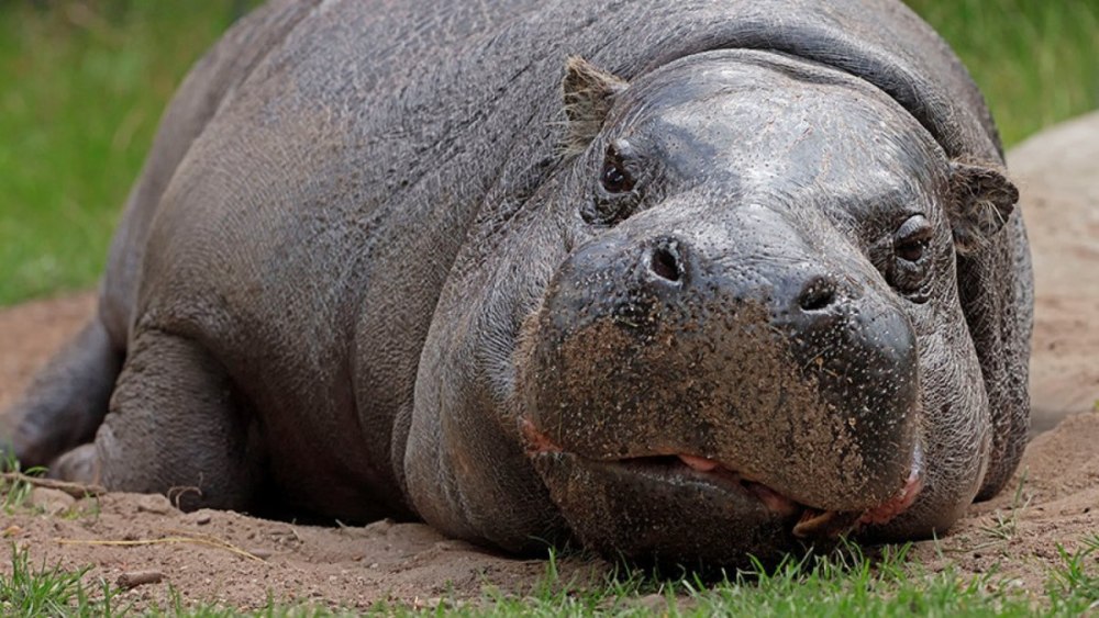 Карликовый Бегемот Choeropsis Hexaprotodon liberiensis