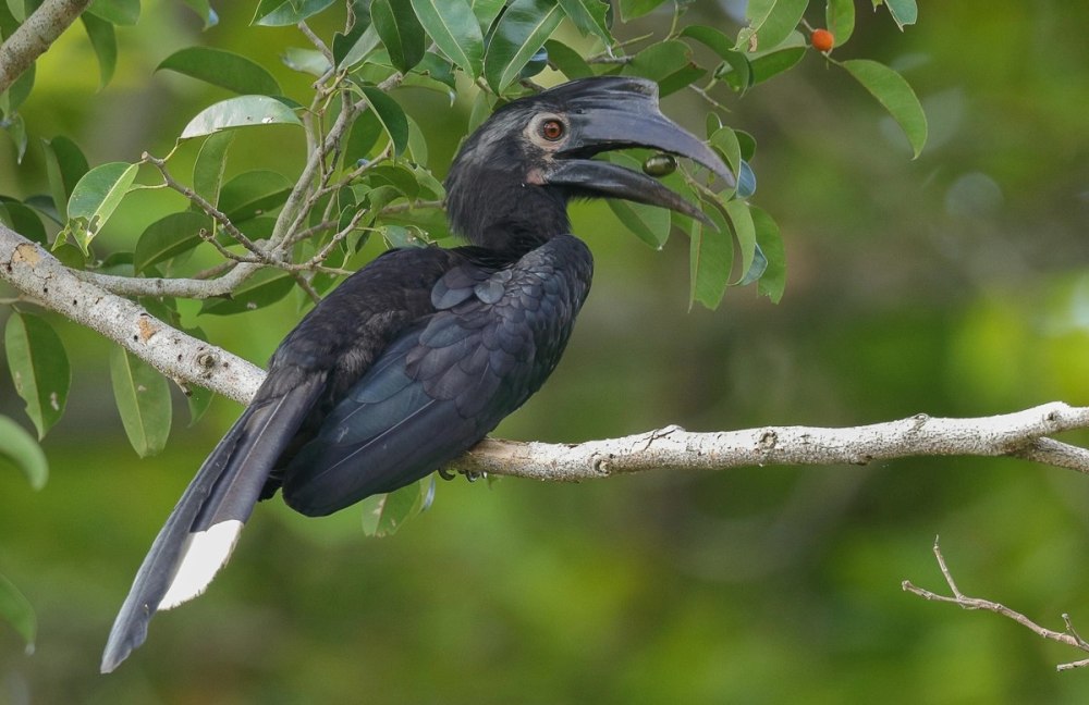 Черный носорог - Anthracoceros malayanus