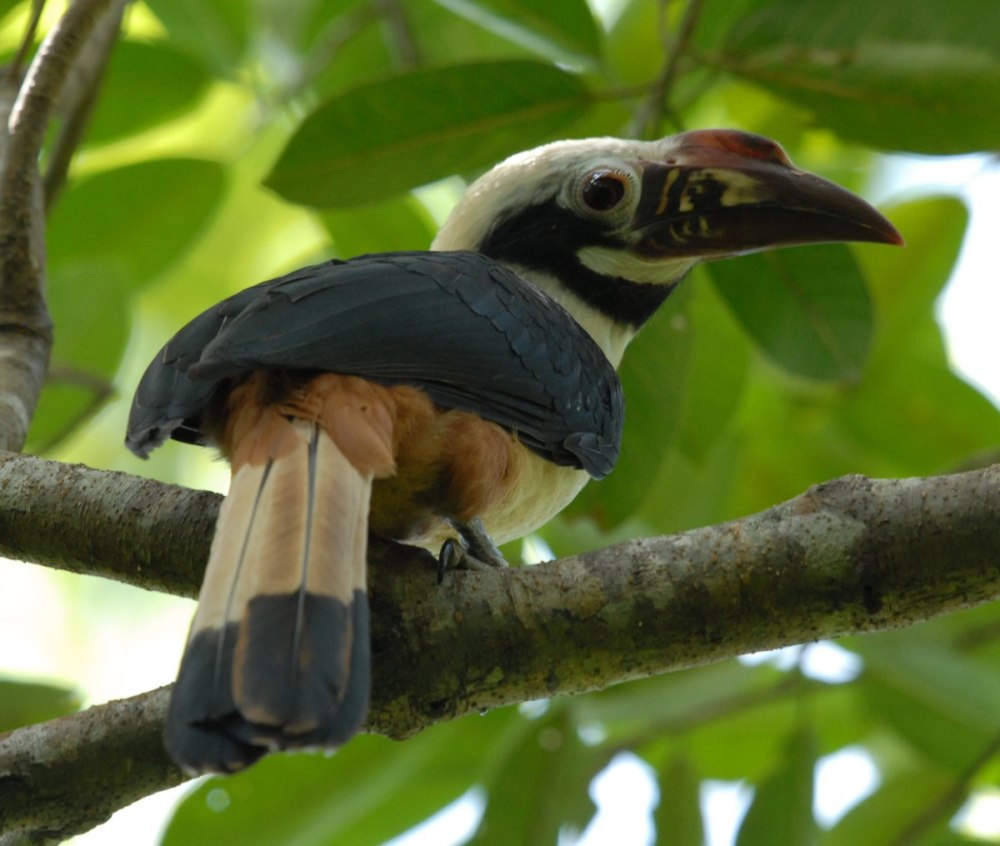 Penelopides Panini