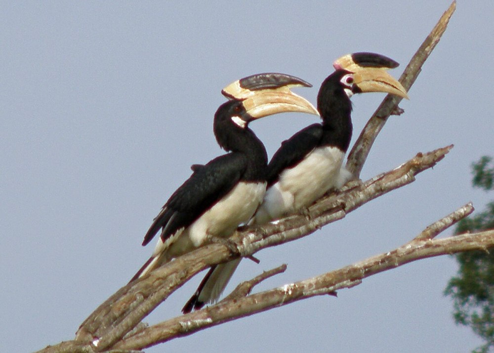 Malimbus coronatus