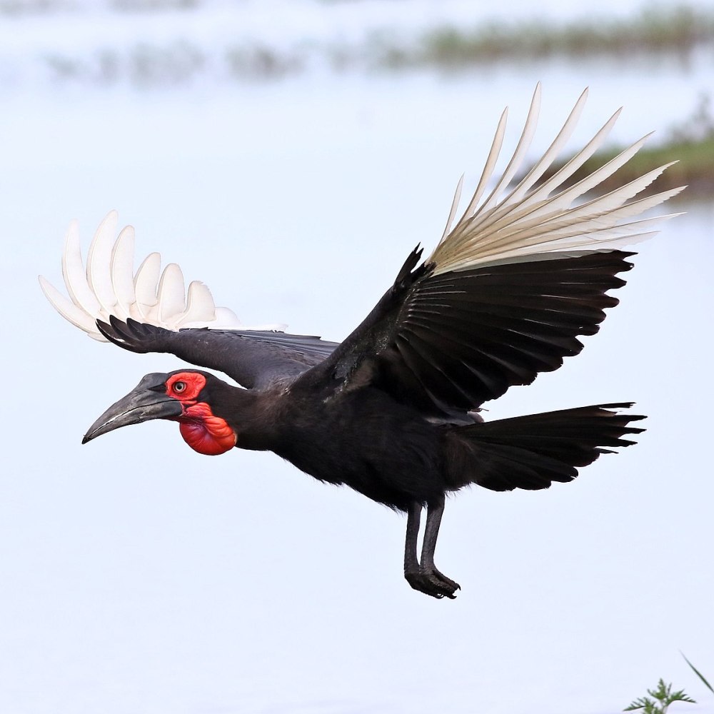 Bucorvus leadbeateri