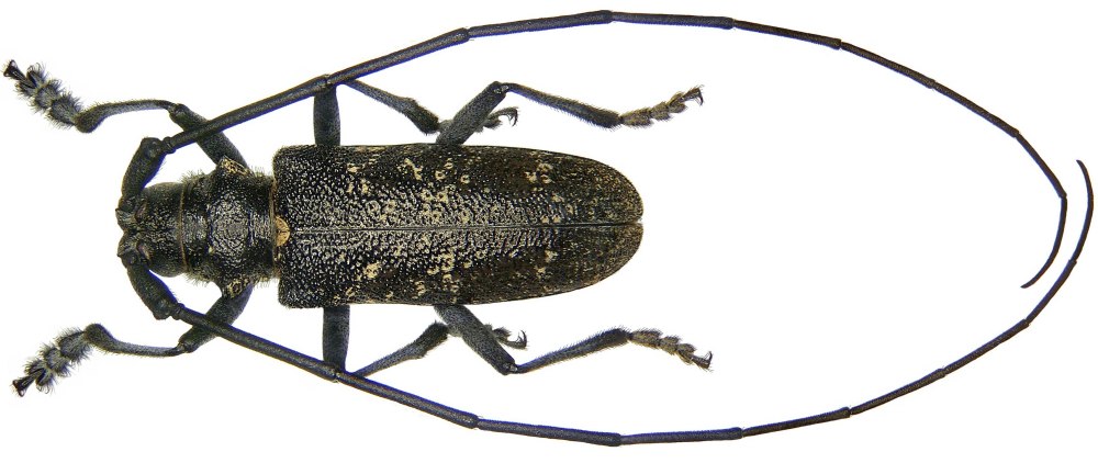 Усач черный еловый малый Monochamus Sutor