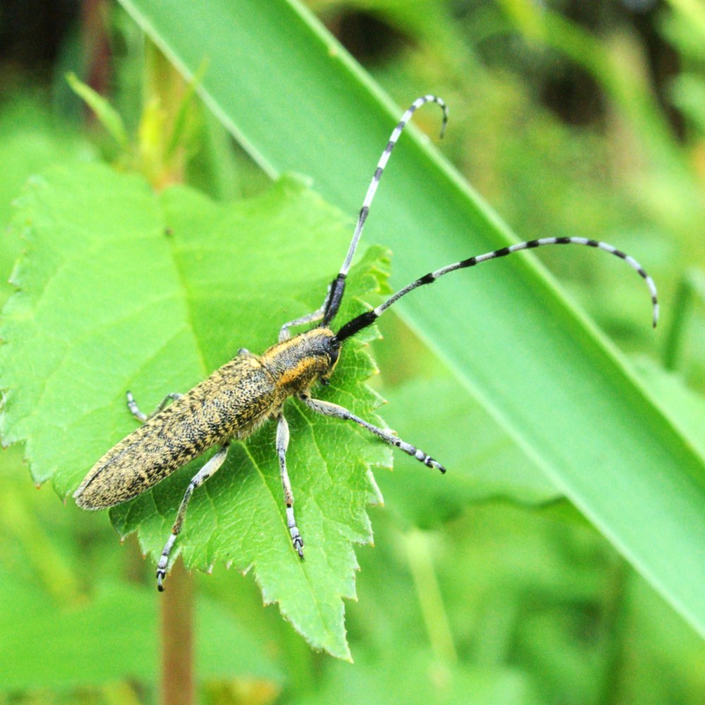 Agapanthia villosoviridescens