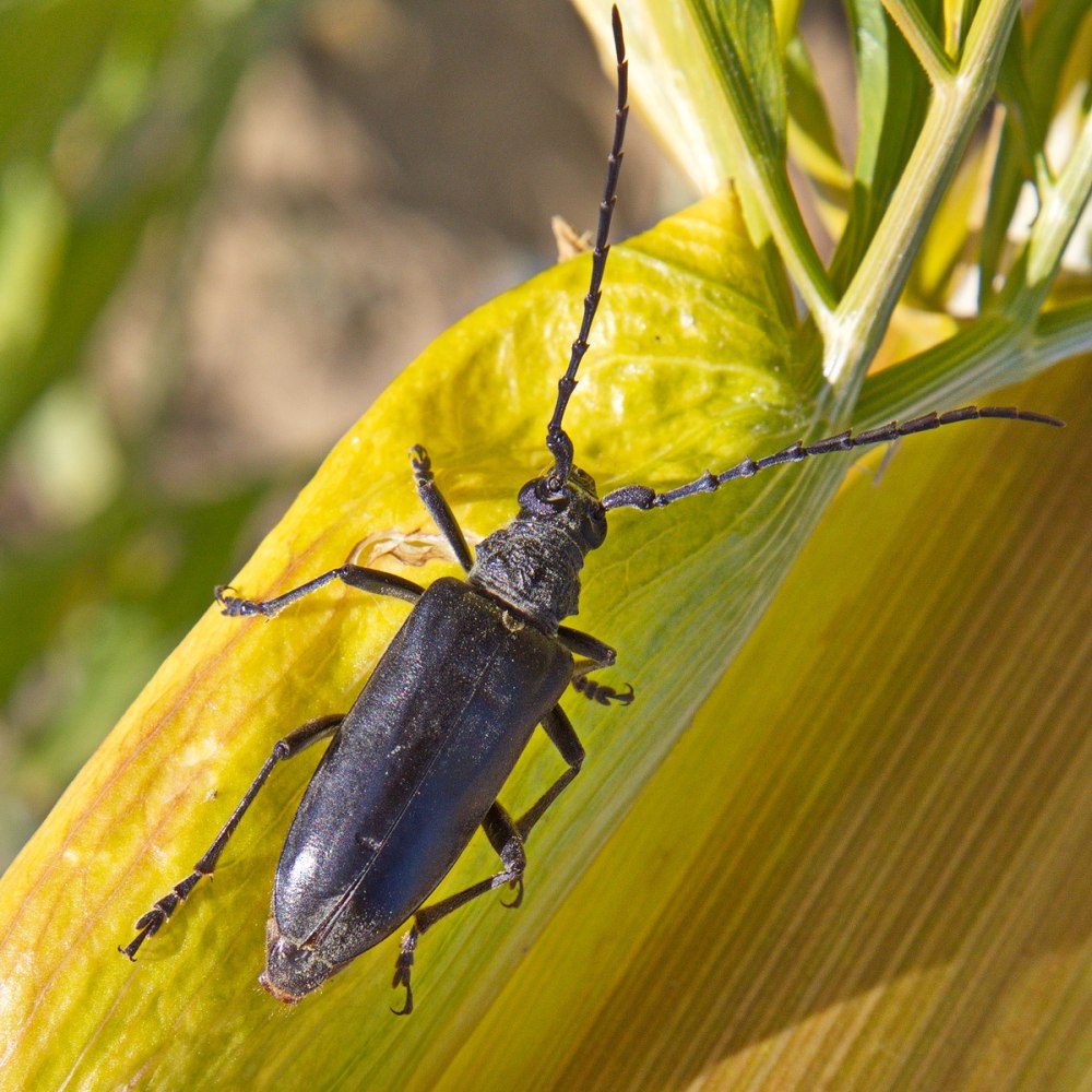 Neoplocaederus obesus
