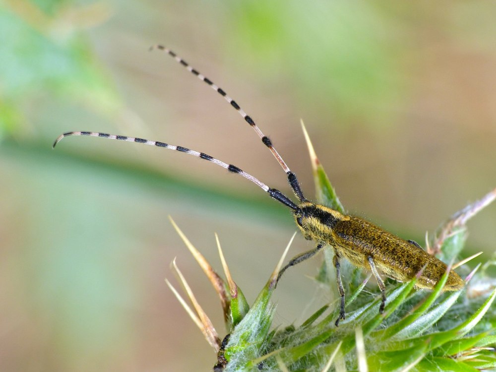 Agapanthia shovkuni