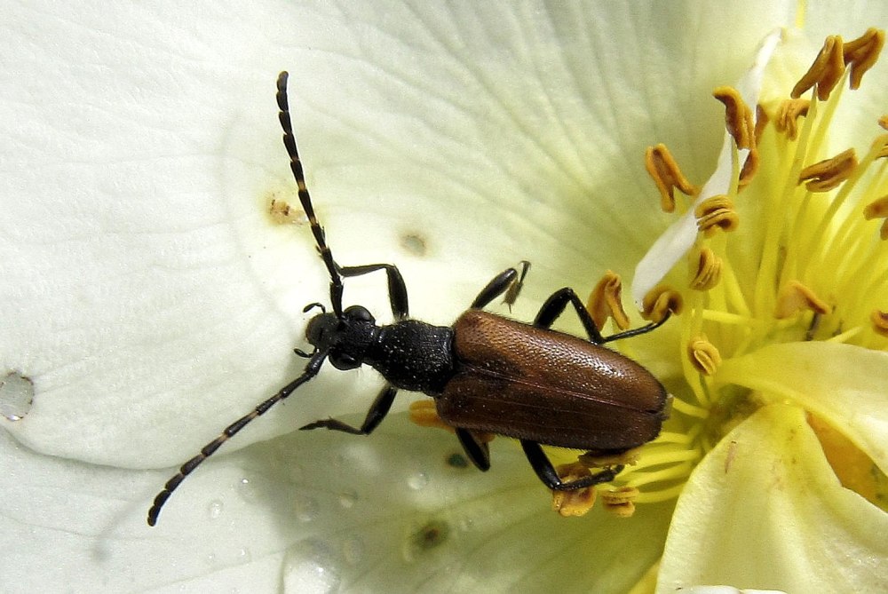 Paracorymbia maculicornis