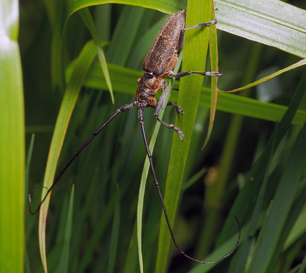 Monochamus galloprovincialis