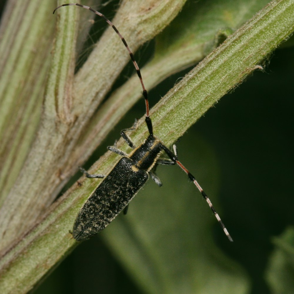 Подсолнечниковый усач Agapanthia Dahli