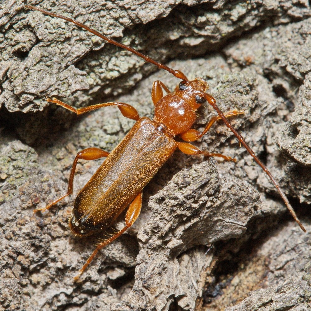 Дуб усач (Phymatodes testaceus)