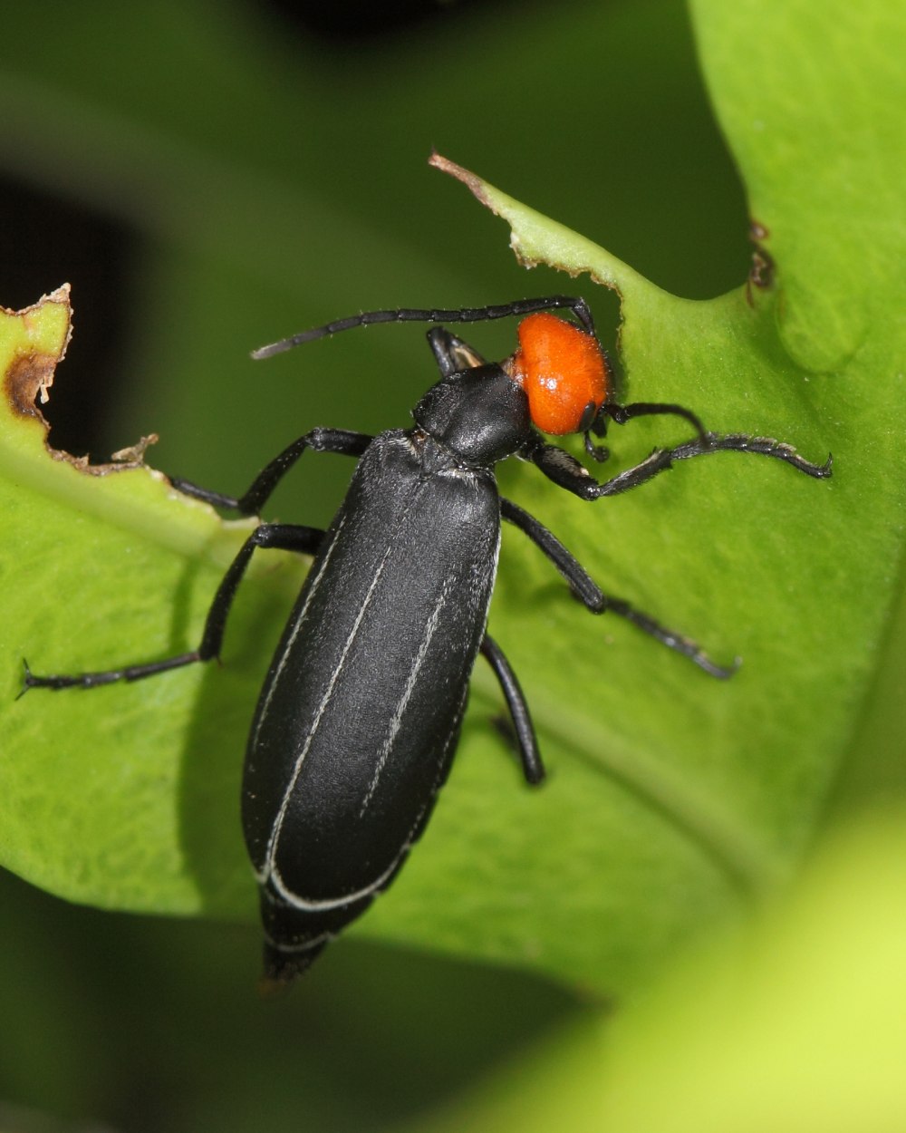 Жук, Epicauta hirticornis