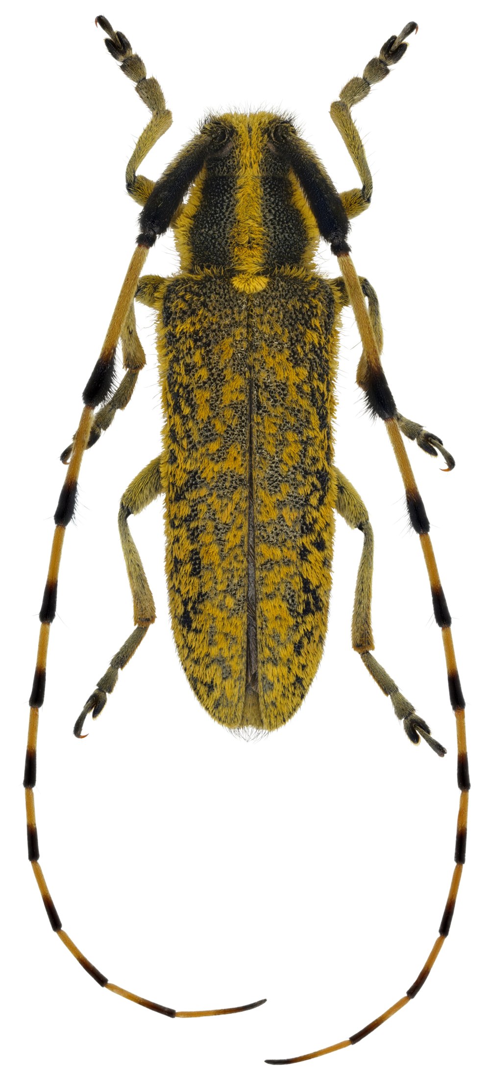 Подсолнечниковый усач Agapanthia Dahli