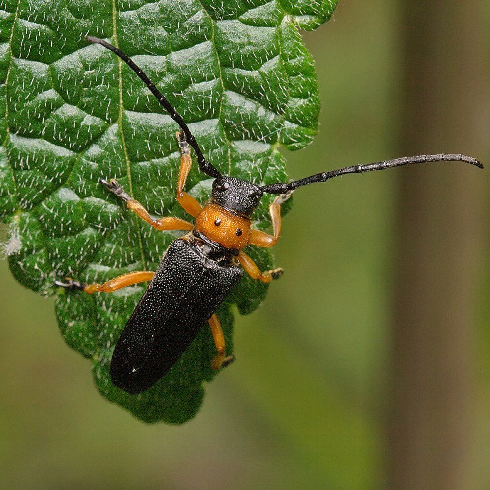 Phytoecia (Musaria) puncticollis (Faldermann, 1837)