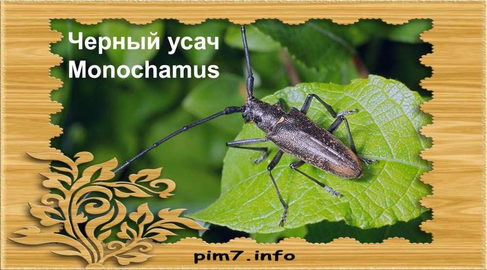 Усач прикол