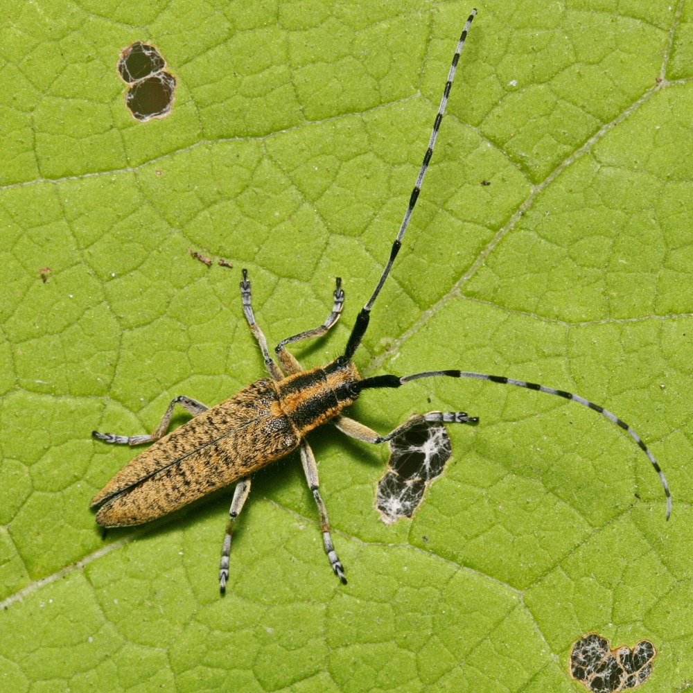 Жук Agapanthia villosoviridescens