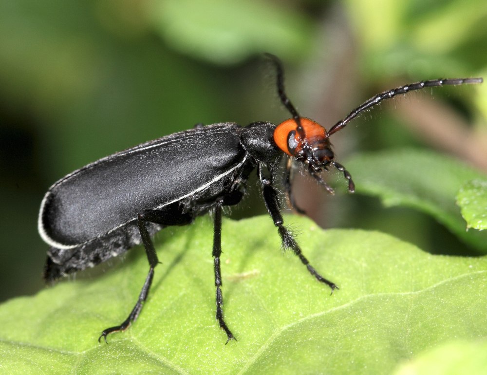 Epicauta sibirica