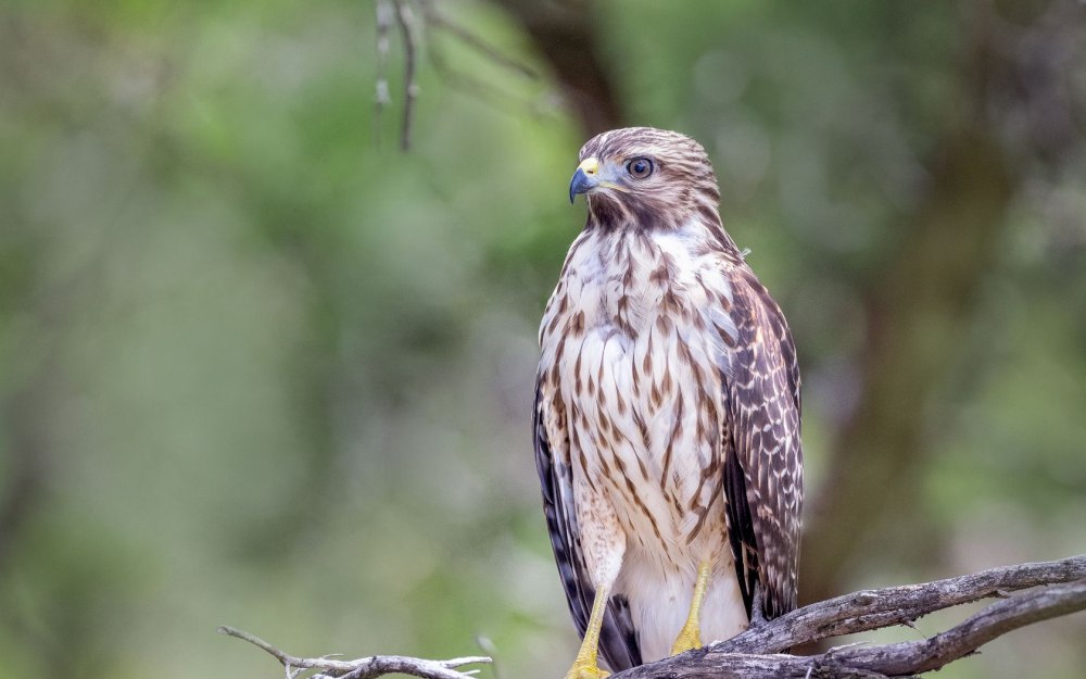 Птица канюк зимой