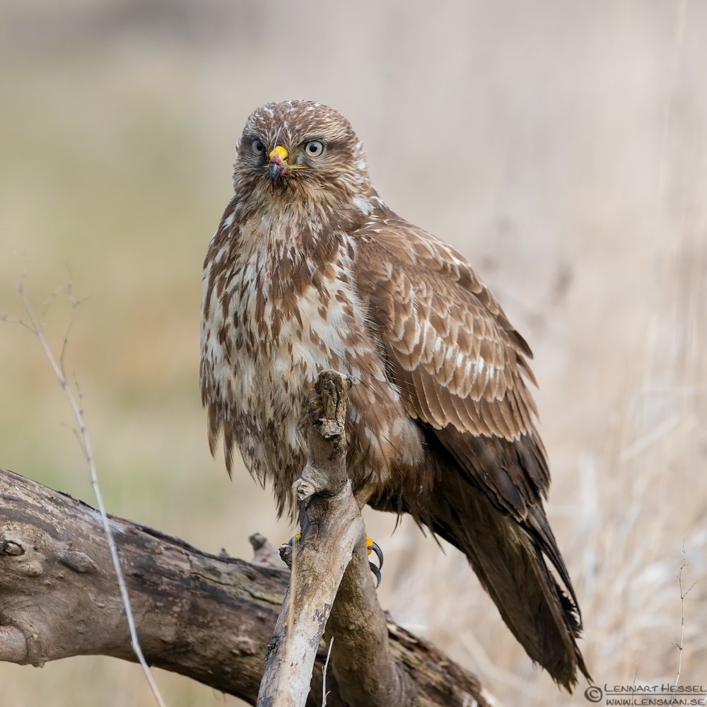 Обыкновенный канюк в Калининградской области