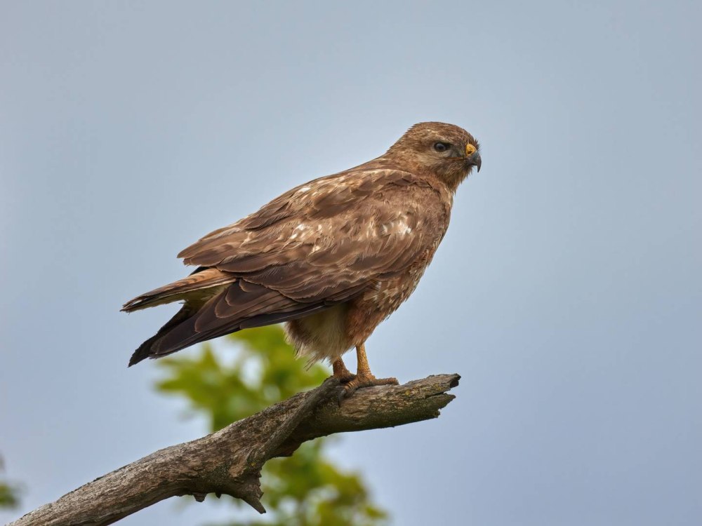 Фото канюк для фотошопа