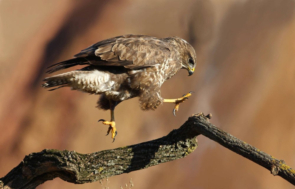 Хищные птицы Туркменистана