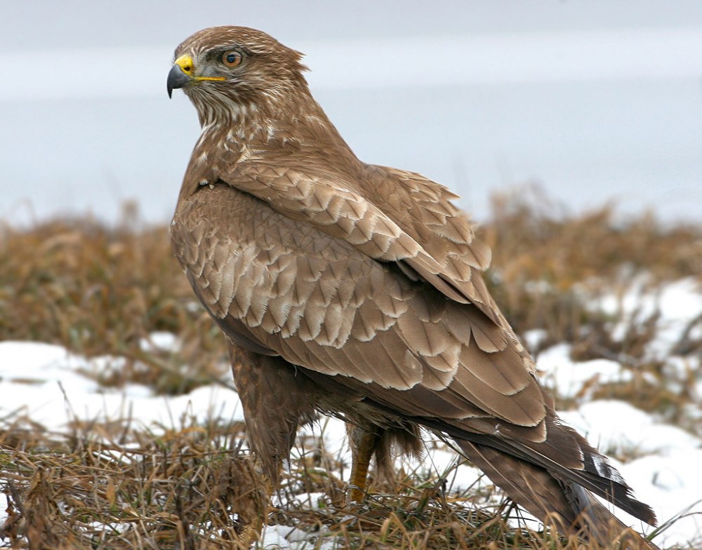 Беркут Халзан