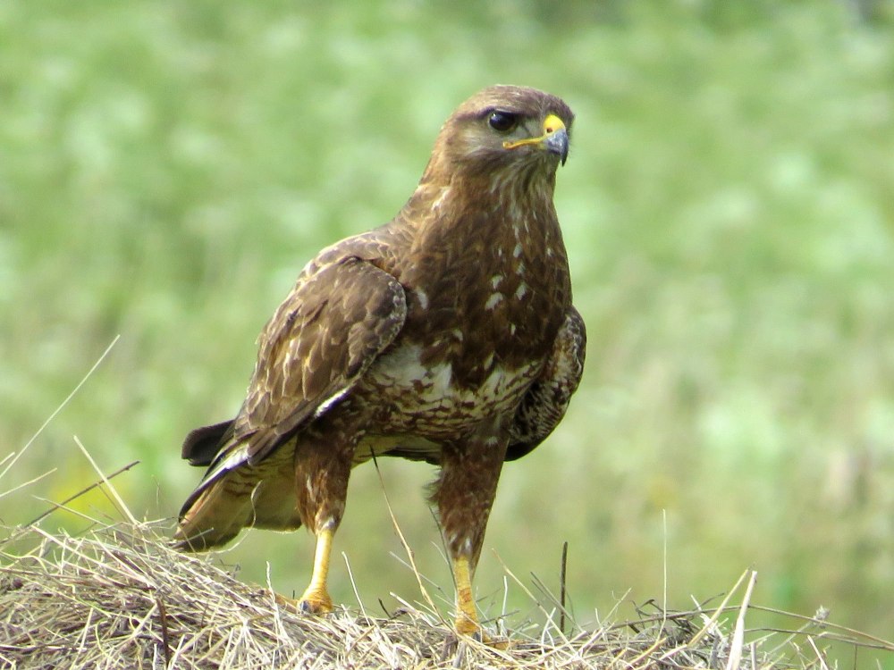 Канюк Степной птица
