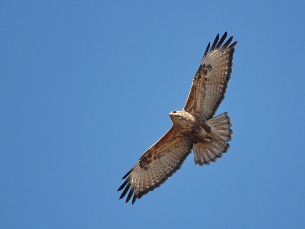 Канюк обыкновенный, Сарыч (Buteo Buteo)