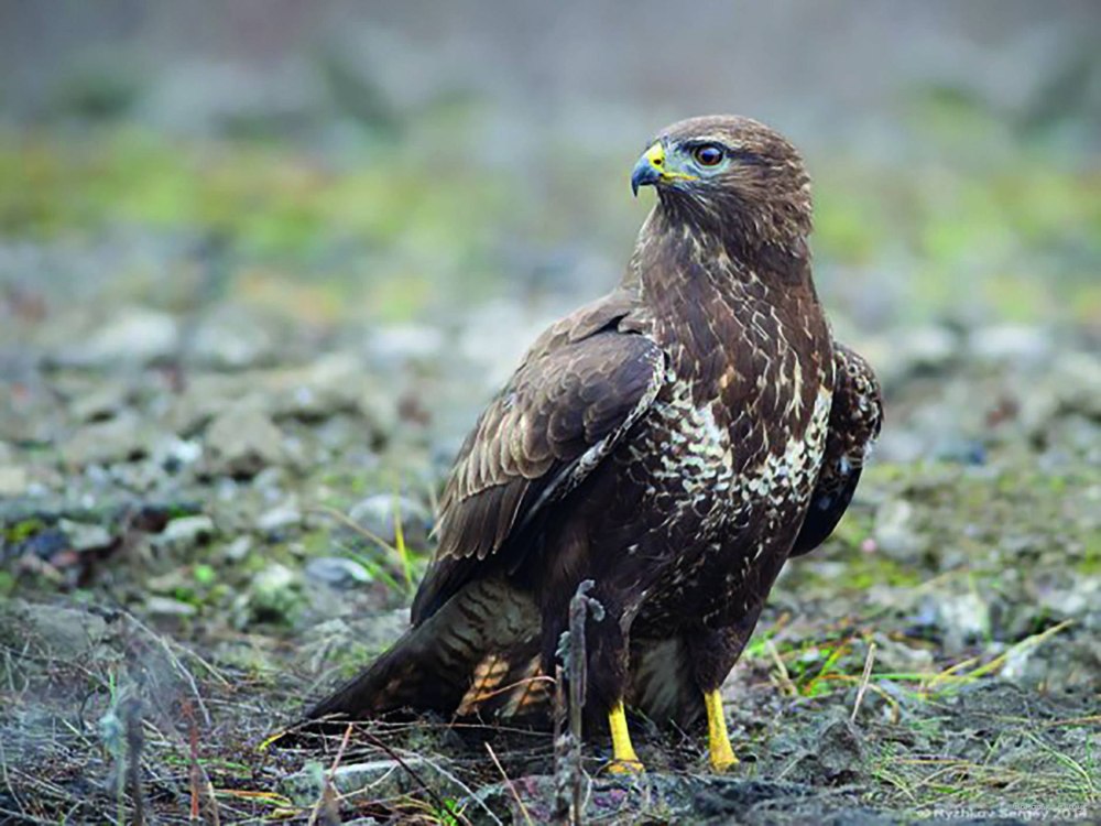 КАНЮКИ мышатники