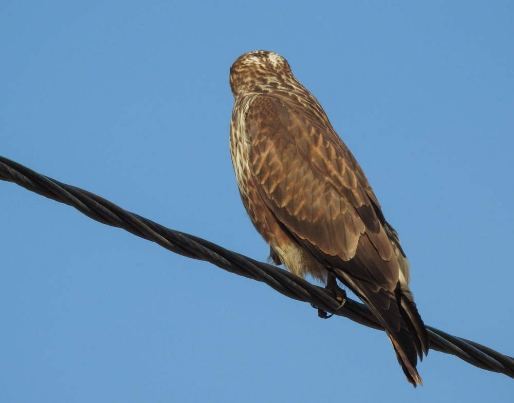 Мохноногий курганник