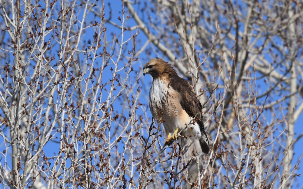 Птички на ветке картинки