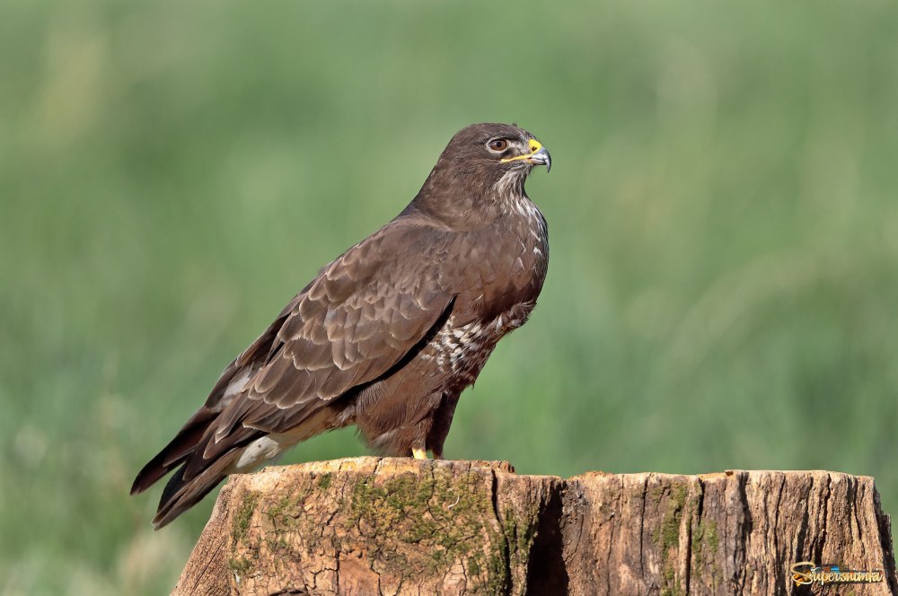 Маркиян Канюка фото