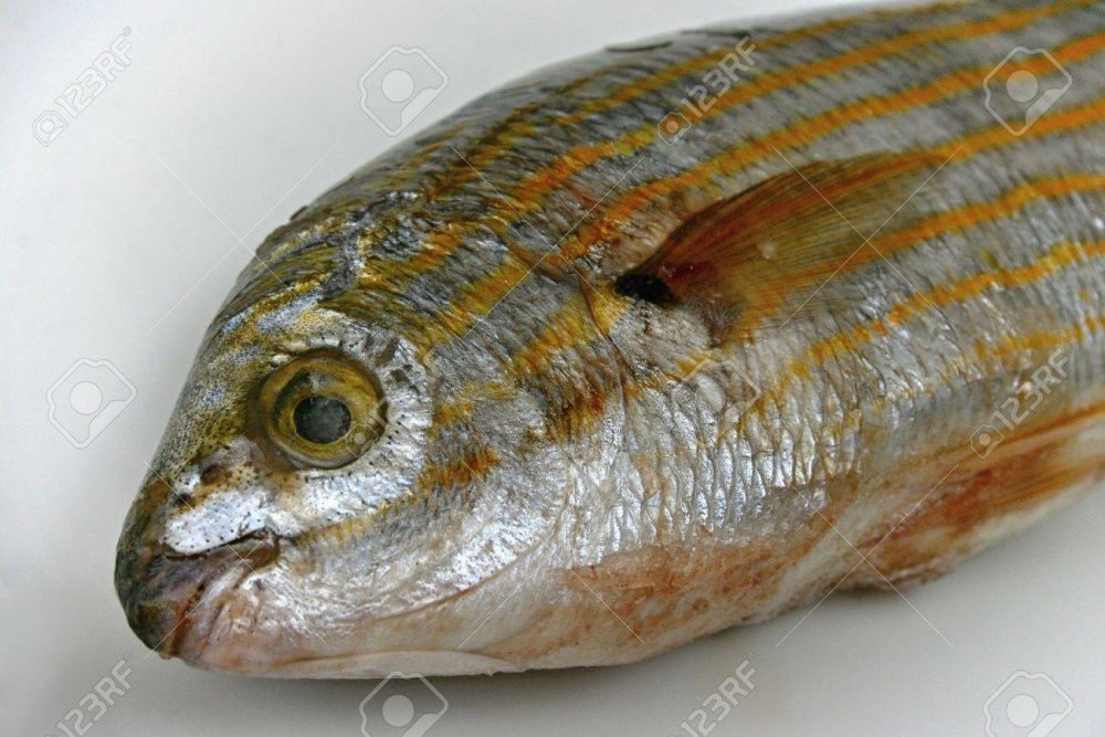 Porgy рыба