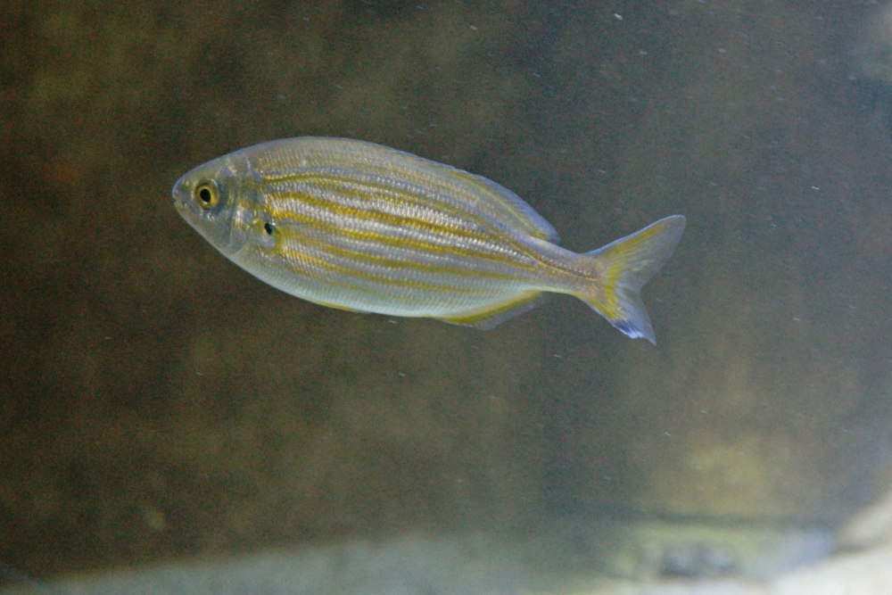 Sarpa Salpa рыба