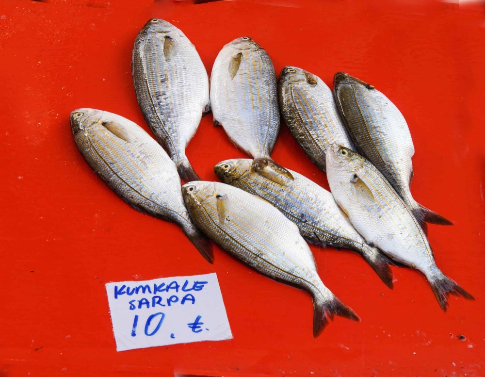 Salema Porgy рыба