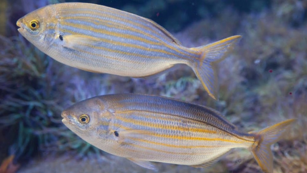 Porgy рыба