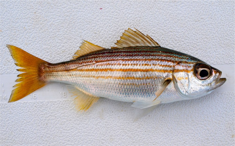 Salema рыбка