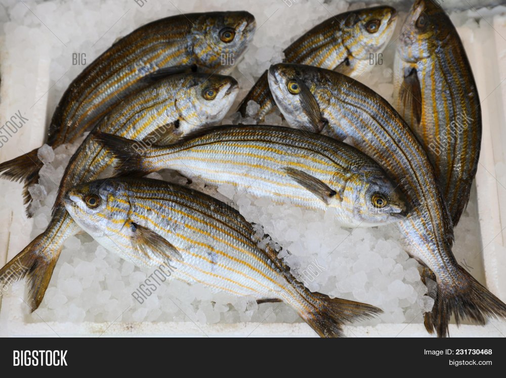 Salema Porgy рыба