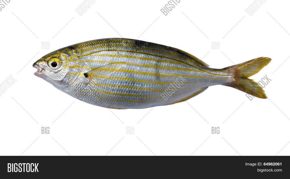 Porgy рыба