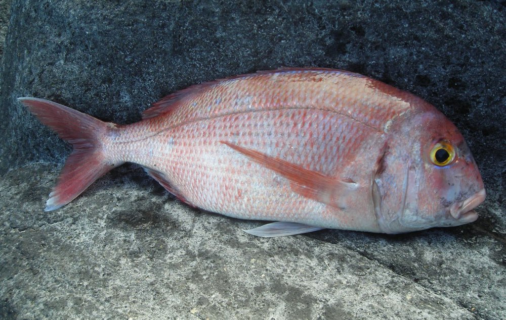 Pagrus ehrenbergi