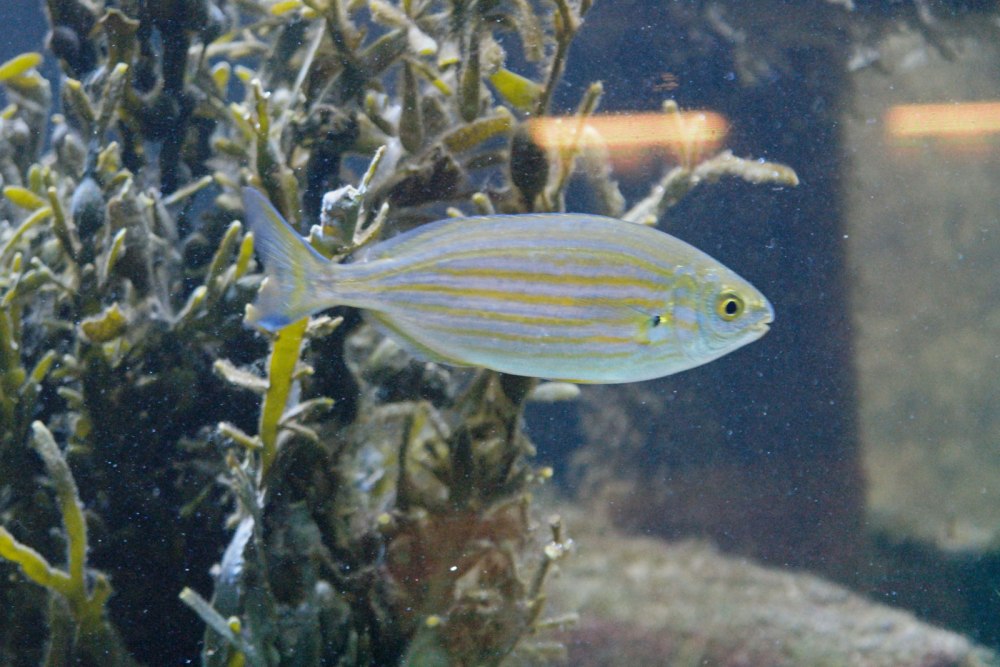 Sarpa Salpa рыба