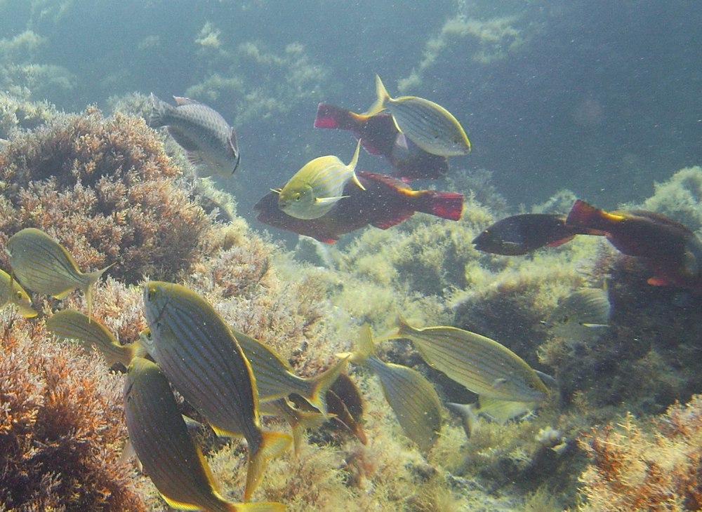 Sparisoma cretense рыба