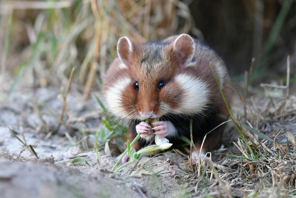 Обыкновенный хомяк Cricetus Cricetus