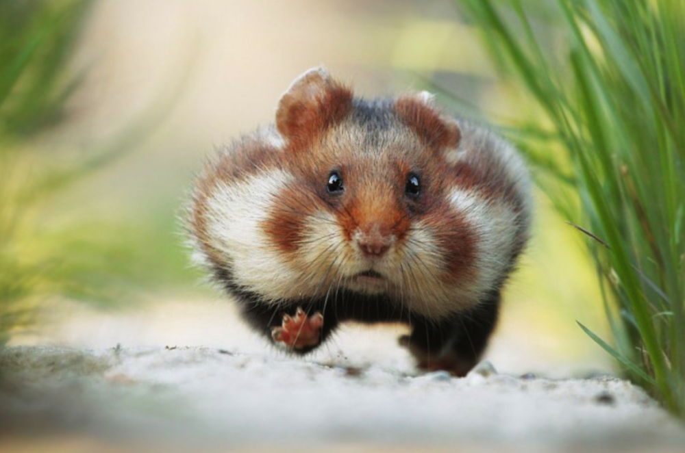 Cricetus Cricetus