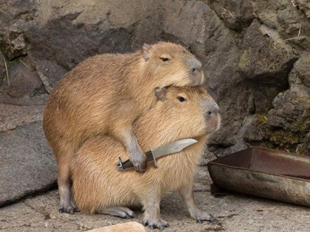 Нутрия и капибара