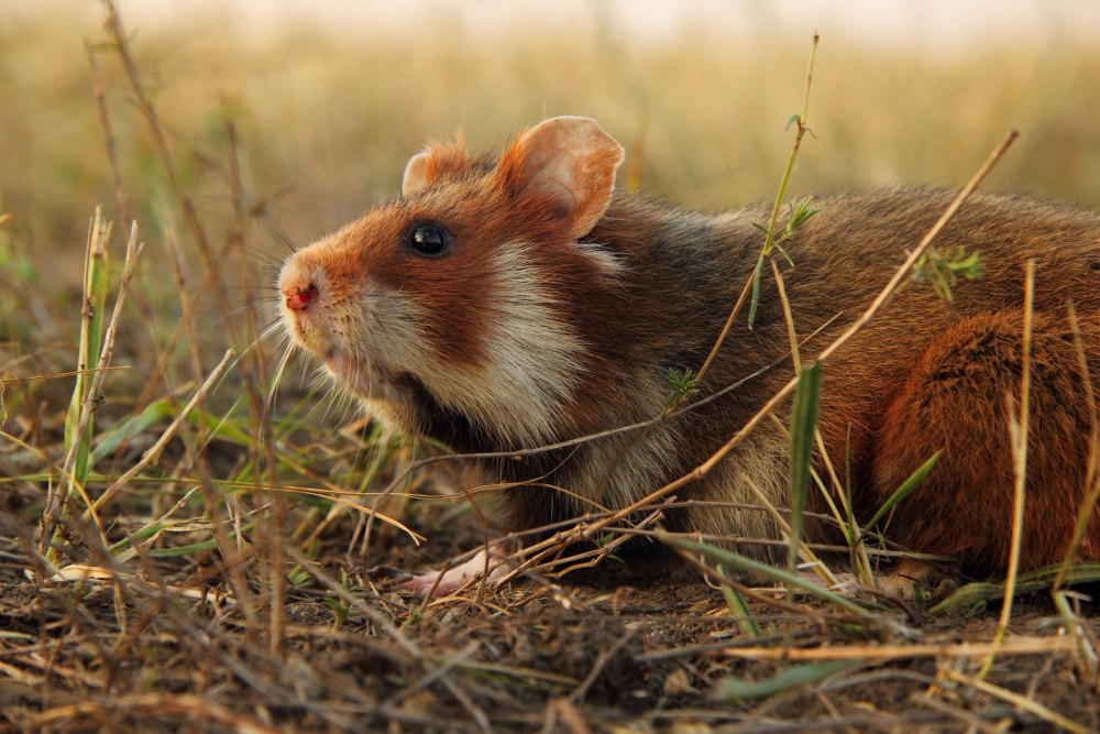 Обыкновенный хомяк Cricetus Cricetus