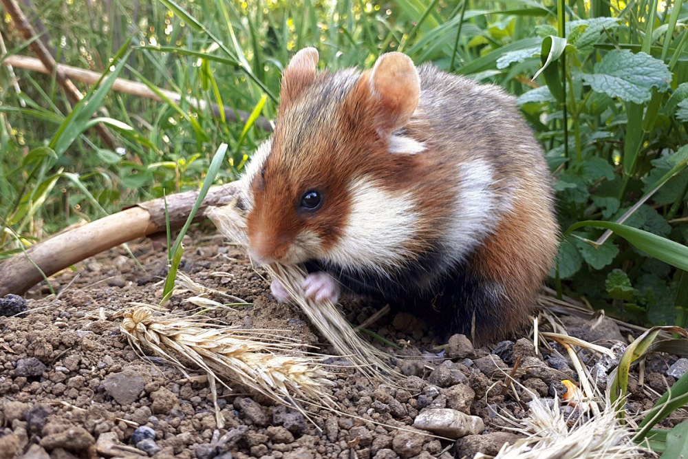 Хомяк Cricetus Cricetus карбыш оборона
