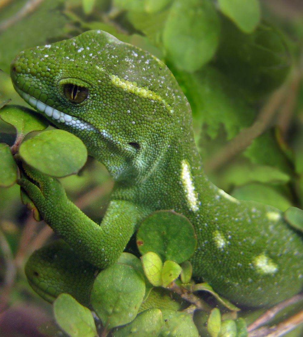 Naultinus Gecko