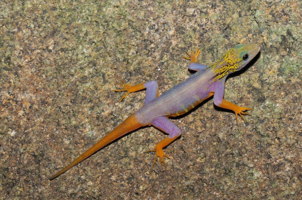 Геккон Cnemaspis selenolagus