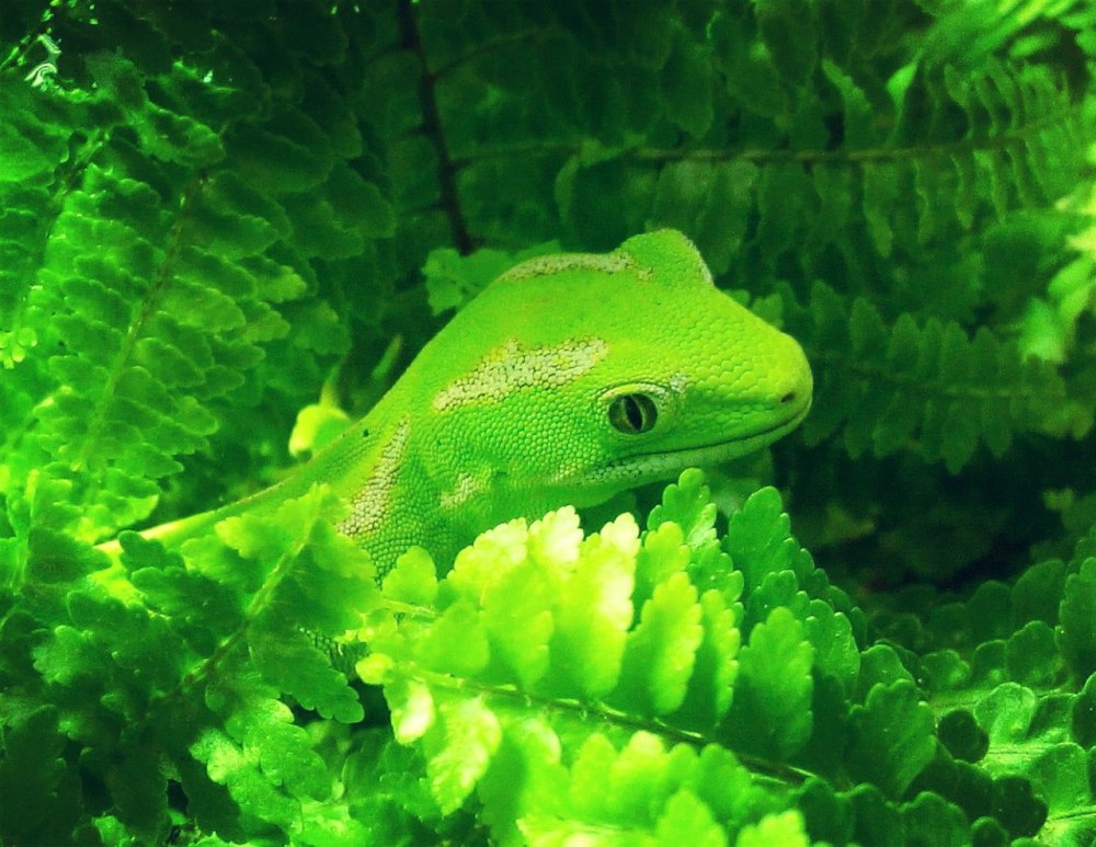 Naultinus Gemmeus