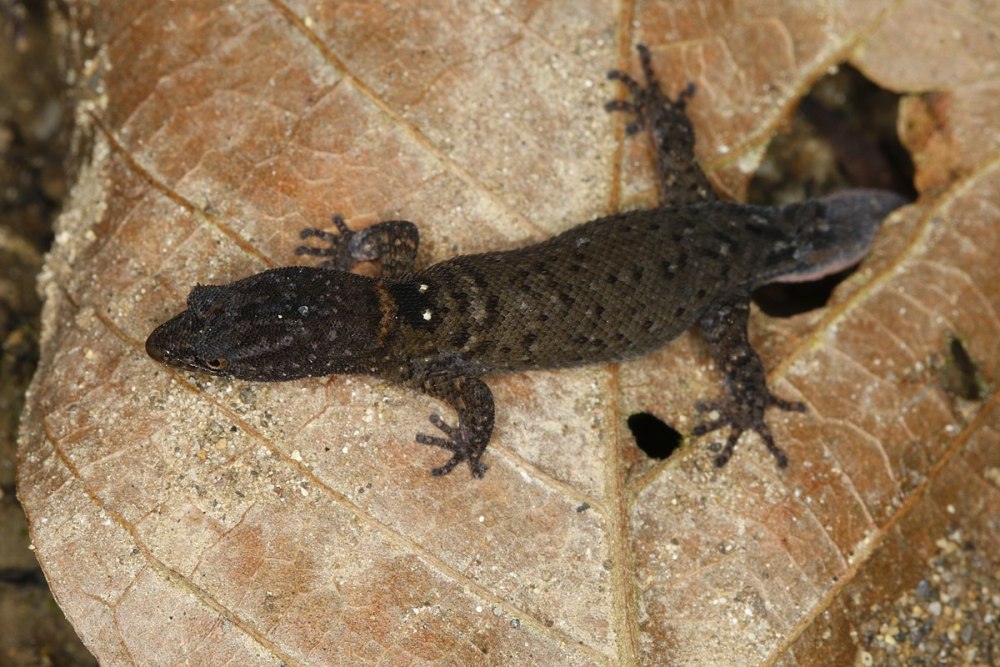 Гаитянский полосатый гекколет, Sphaerodactylus cochranae.