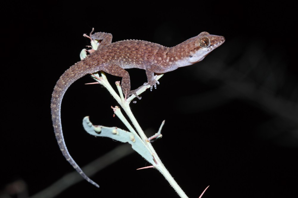 Heteronotia binoei